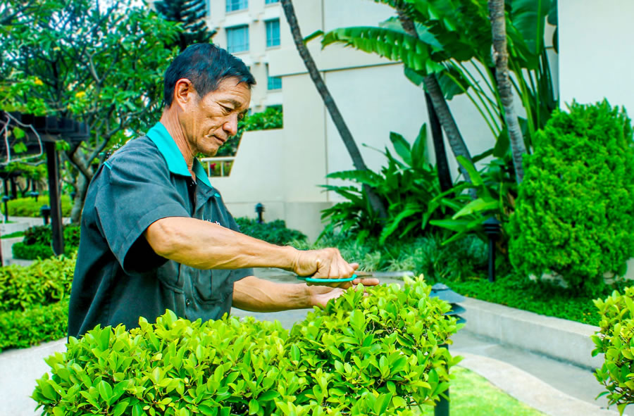 Chặt c&acirc;y xanh, tỉa c&agrave;nh c&acirc;y Vinh Nghệ An